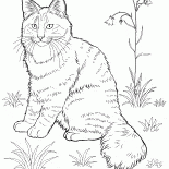 Gato norueguês da floresta