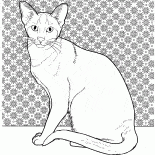 Gato siamês