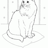 Gato Siberian