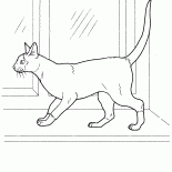 Gato siamês
