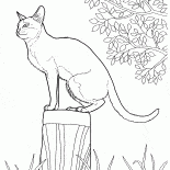 Gato de Singapura