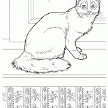 Gato somaliano