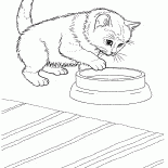 Gato javanês