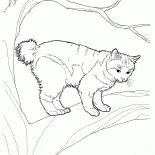 Bobtail japonês
