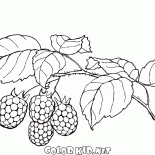 Framboesas
