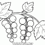 Groselha