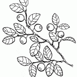 Mirtilos