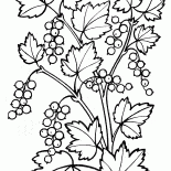 Groselha