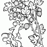 Groselha