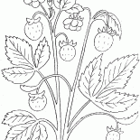 morango