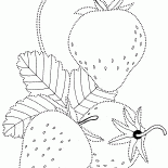 Morangos