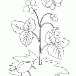 Morango Selvagem