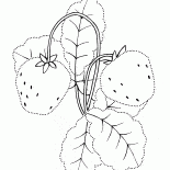 Morango de jardim