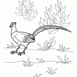 Faisão
