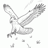 Águia