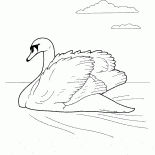 Cisne