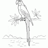Araras