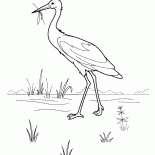 Cegonha