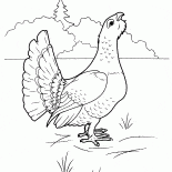 Tetraz