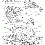 Cisnes no lago