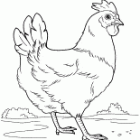 Frango