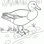 Pato