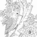 Pica-pau na Floresta