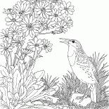 Cotovia euro-asiático