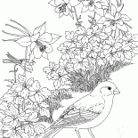 Farinha de aveia
