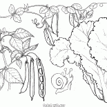 Alface, ervilhas e feijão