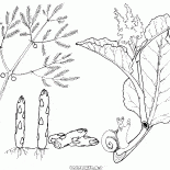 Espargos e ruibarbo
