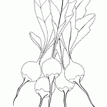 Rabanetes