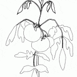 Tomate na cama do jardim