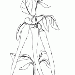 Pimenta amarga