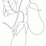 Berinjela