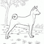 Basenji