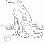 Cão manchado