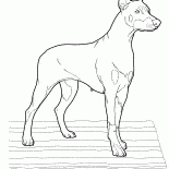 Doberman