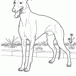 Galgo italiano