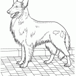 Collie