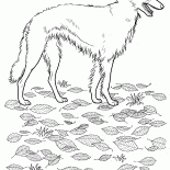 Borzoi russo-