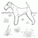 Fox terrier
