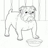 Buldogue francês