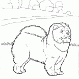 Cão de raça chinesa