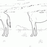 Cavalo no prado