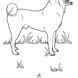 Cão no prado