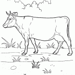 Vaca em uma caminhada
