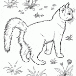 Gato no jardim