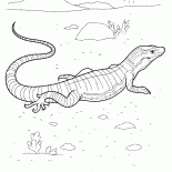Varan na caça