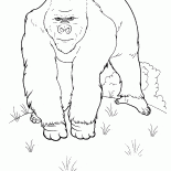Um macaco enorme